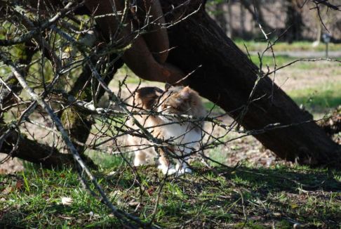 Picture of a cat / kitten / feline