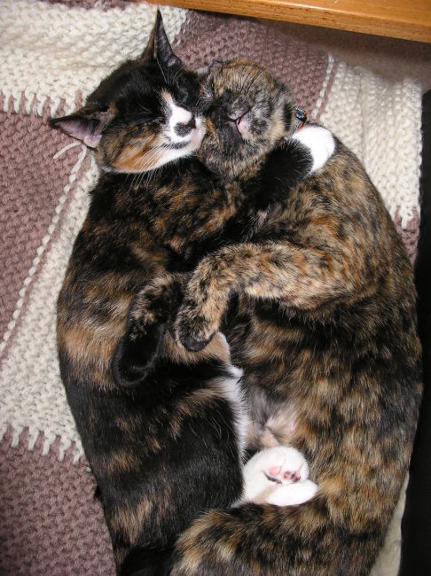 Picture of a cat / kitten / feline