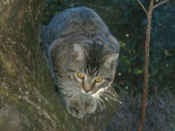 Picture of a cat / kitten / feline