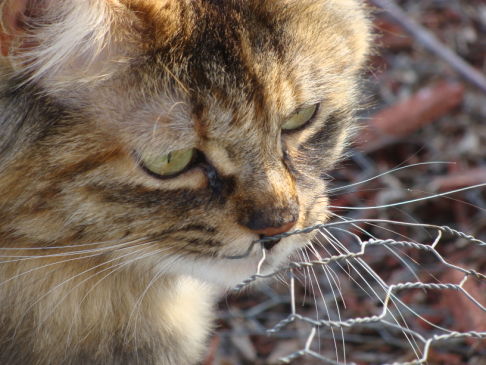 Picture of a cat / kitten / feline