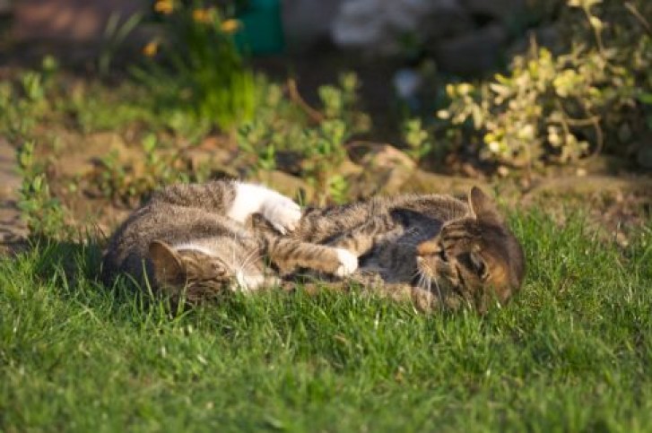 Picture of a cat / kitten / feline