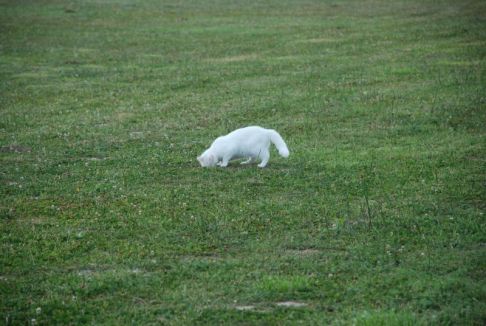 Picture of a cat / kitten / feline