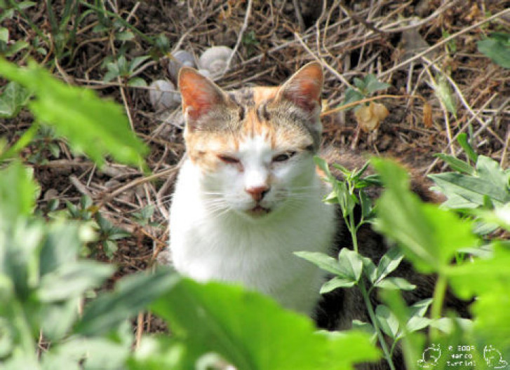 Picture of a cat / kitten / feline