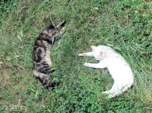 Picture of a cat / kitten / feline