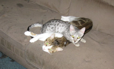 Picture of a cat / kitten / feline