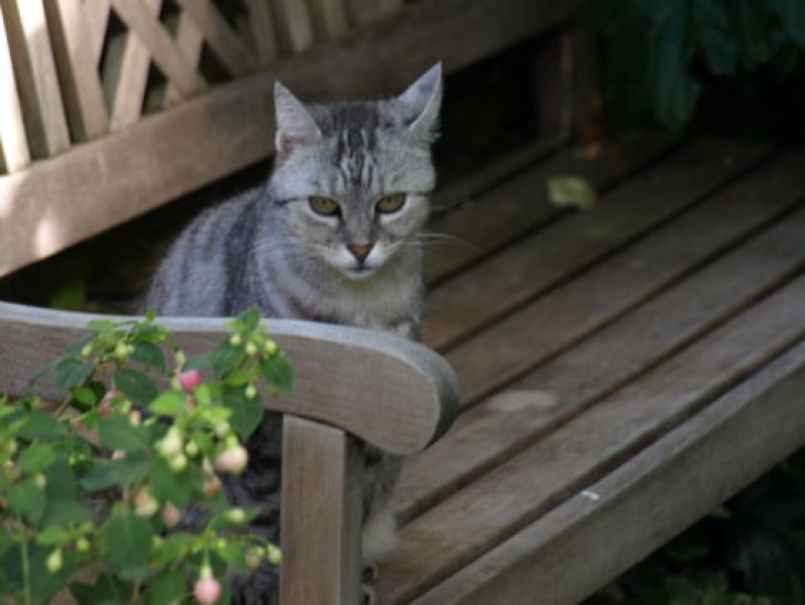 Picture of a cat / kitten / feline