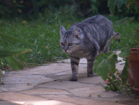 Picture of a cat / kitten / feline