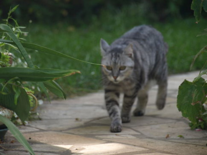 Picture of a cat / kitten / feline