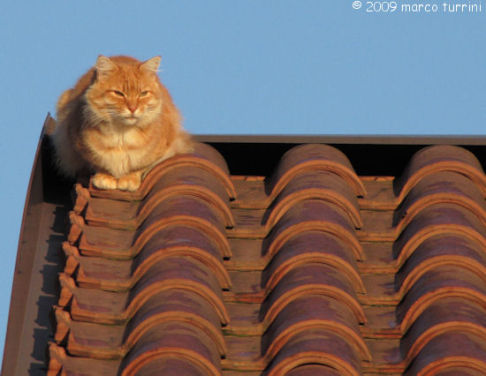 Picture of a cat / kitten / feline