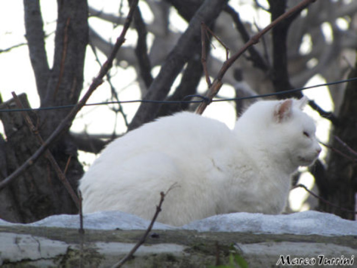 Picture of a cat / kitten / feline