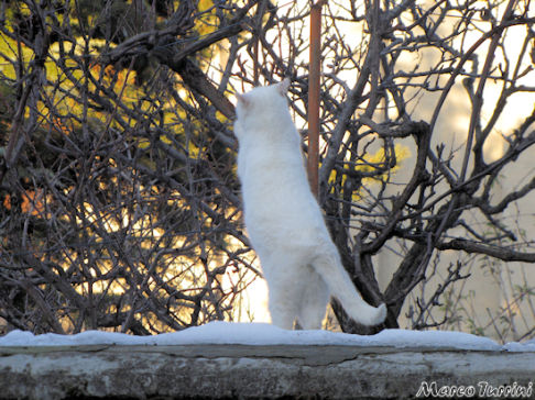 Picture of a cat / kitten / feline