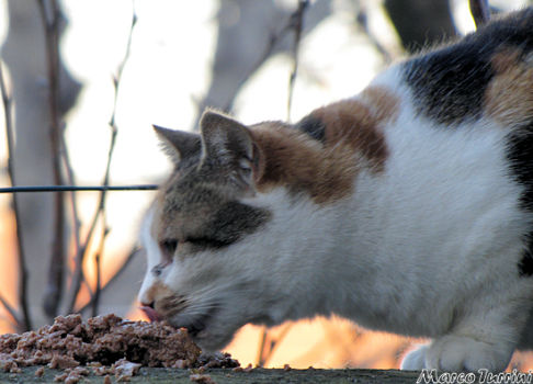 Picture of a cat / kitten / feline