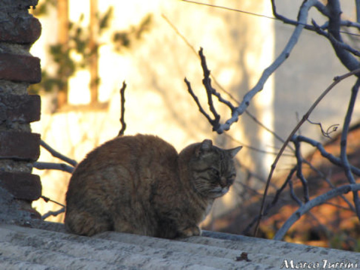 Picture of a cat / kitten / feline