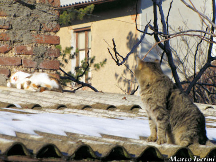 Picture of a cat / kitten / feline