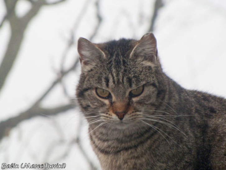 Picture of a cat / kitten / feline