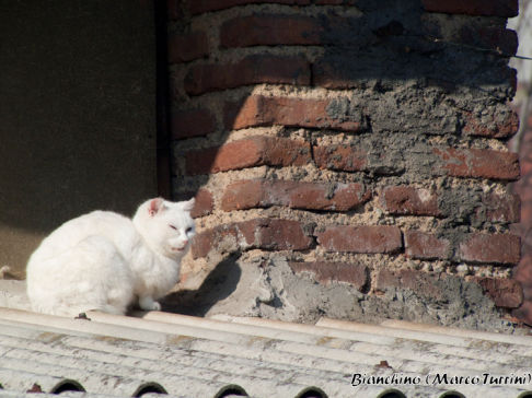 Picture of a cat / kitten / feline