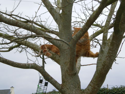 Picture of a cat / kitten / feline