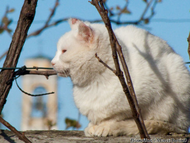 Picture of a cat / kitten / feline