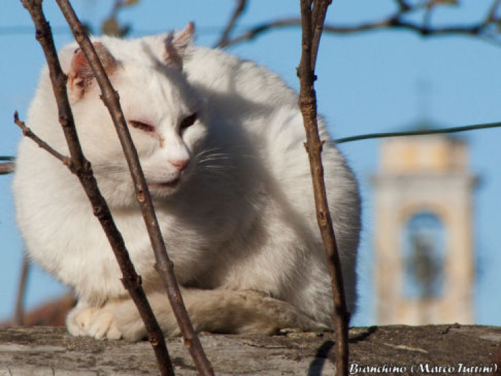 Picture of a cat / kitten / feline