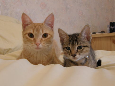 Picture of a cat / kitten / feline