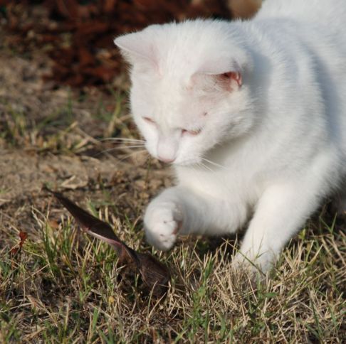 Picture of a cat / kitten / feline