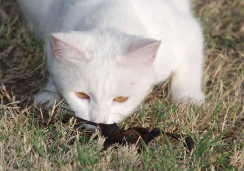 Picture of a cat / kitten / feline