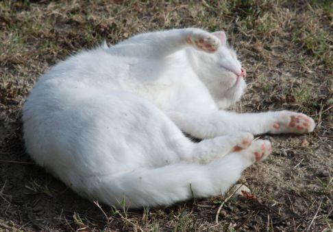 Picture of a cat / kitten / feline