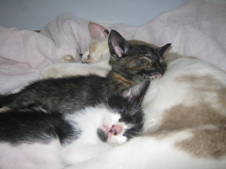 Picture of a cat / kitten / feline