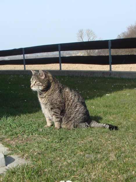 Picture of a cat / kitten / feline