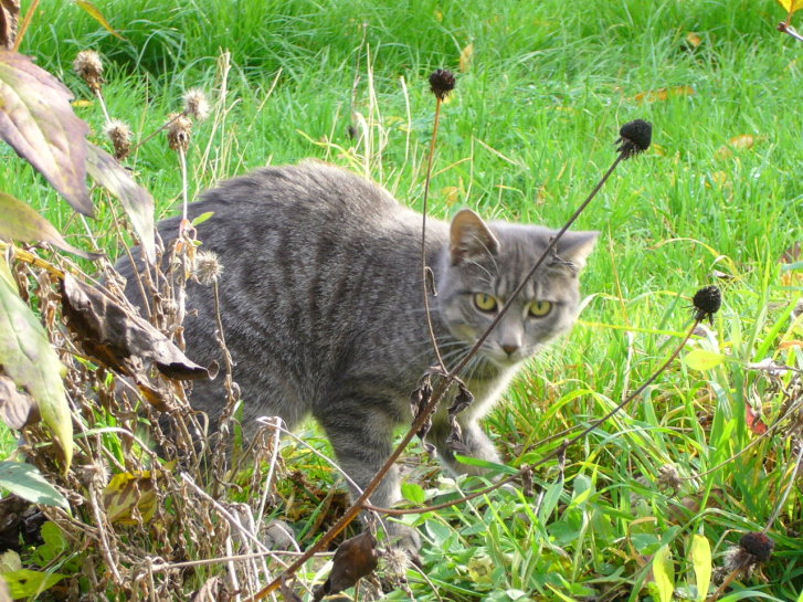 Picture of a cat / kitten / feline