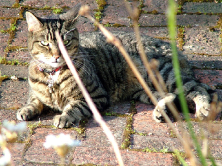 Picture of a cat / kitten / feline