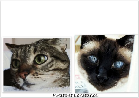 Picture of a cat / kitten / feline