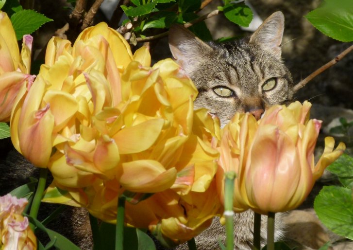 Picture of a cat / kitten / feline