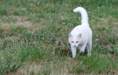 Picture of a cat / kitten / feline