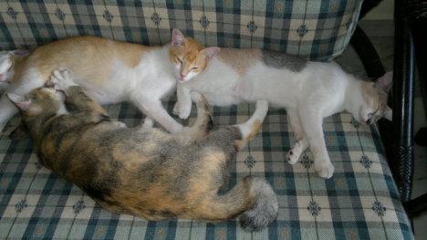 Picture of a cat / kitten / feline