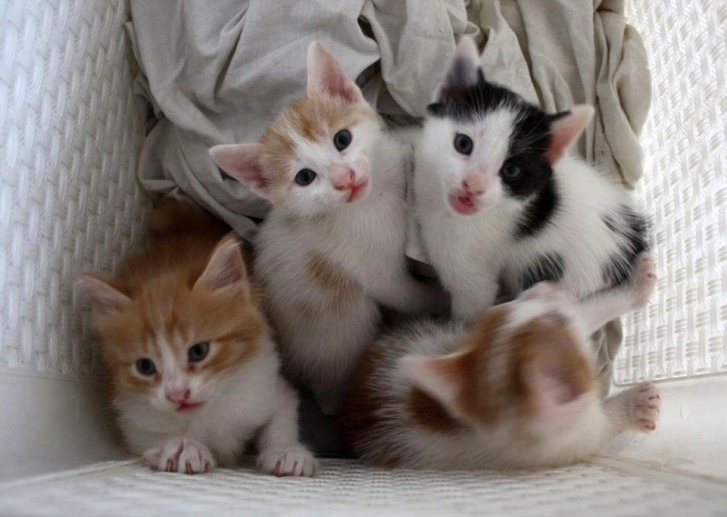 Picture of a cat / kitten / feline