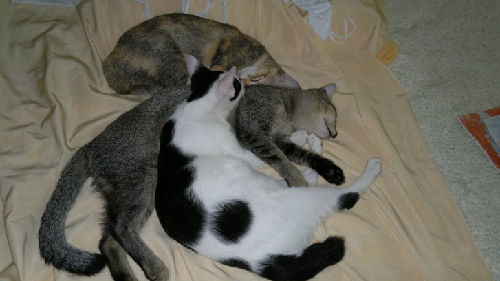 Picture of a cat / kitten / feline