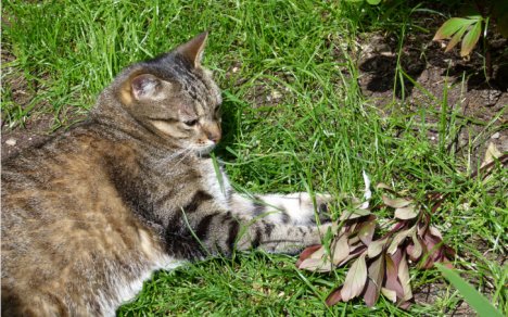 Picture of a cat / kitten / feline