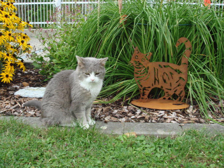 Picture of a cat / kitten / feline