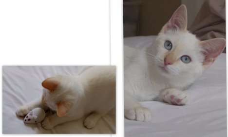 Picture of a cat / kitten / feline