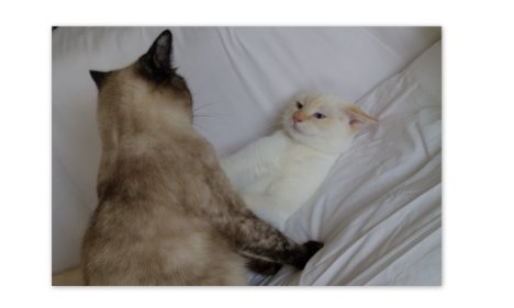 Picture of a cat / kitten / feline