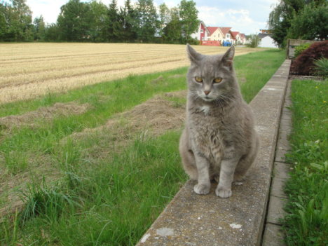 Picture of a cat / kitten / feline