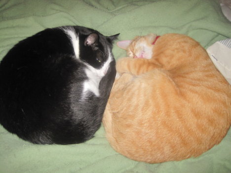 Picture of a cat / kitten / feline