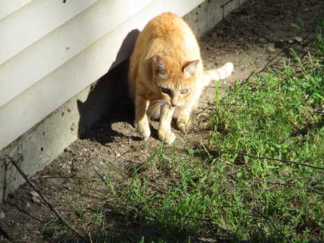 Picture of a cat / kitten / feline