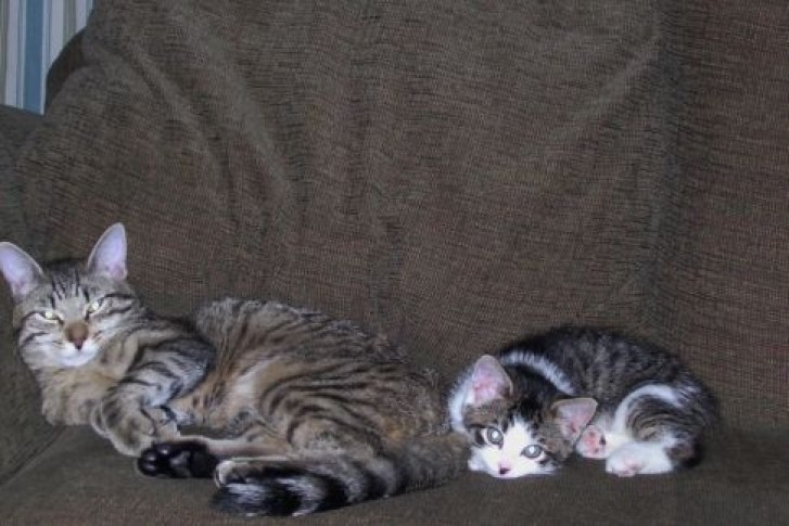 Picture of a cat / kitten / feline