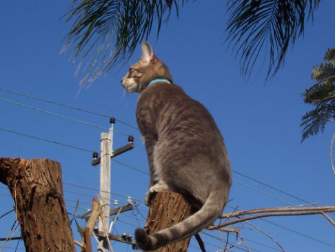 Picture of a cat / kitten / feline