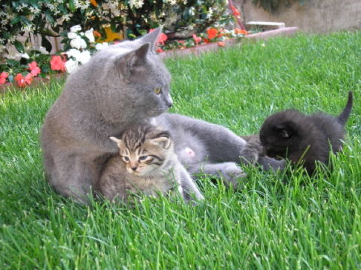 Picture of a cat / kitten / feline