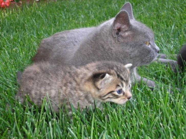 Picture of a cat / kitten / feline