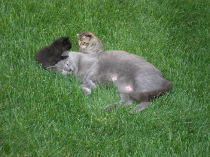 Picture of a cat / kitten / feline