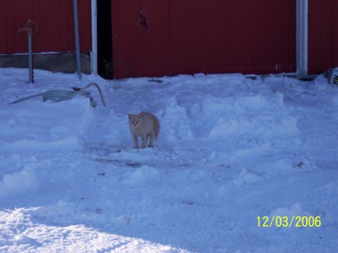 Picture of a cat / kitten / feline